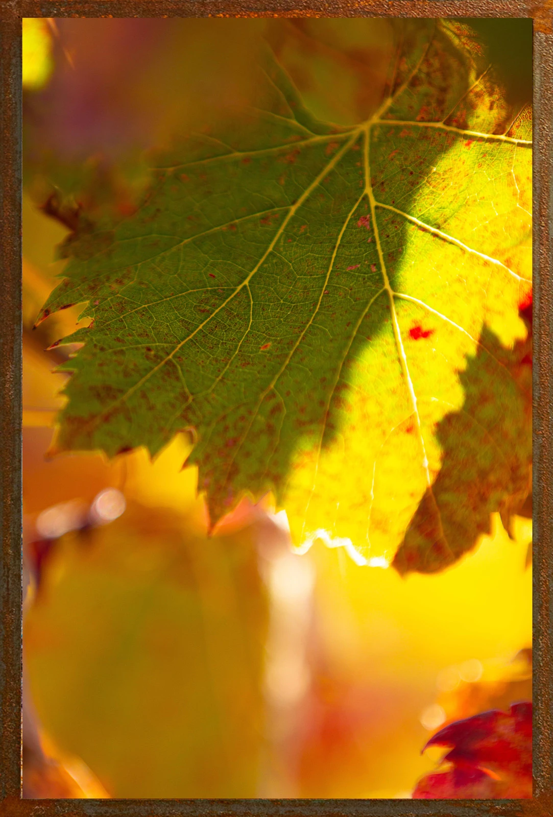 Charme d'automne — Hugues Bertin, œuvre numérotée
